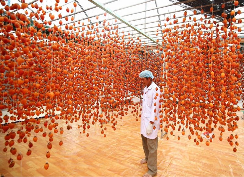 hồng treo gió đà lạt hồng treo gió đà lạt